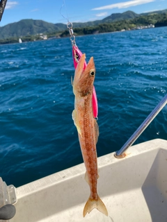 エソの釣果