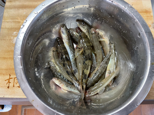 マハゼの釣果