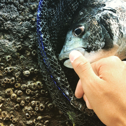 チヌの釣果