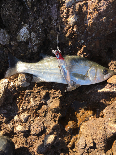 セイゴ（ヒラスズキ）の釣果