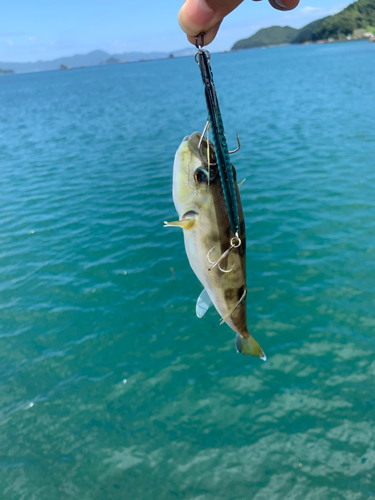 フグの釣果