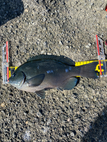 メジナの釣果