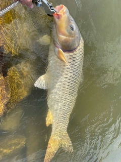 コイの釣果