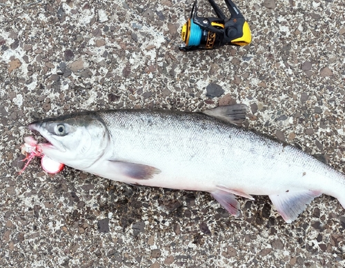 サケの釣果