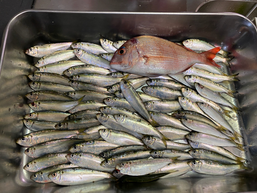 ママカリの釣果