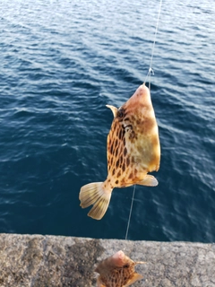 カワハギの釣果