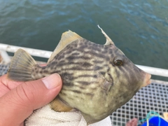 カワハギの釣果