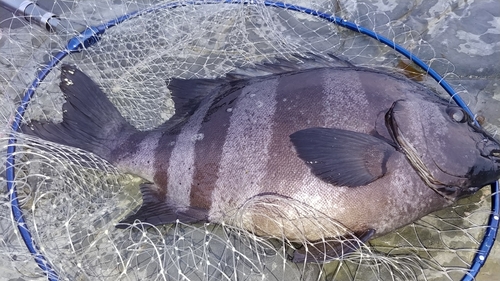 イシダイの釣果