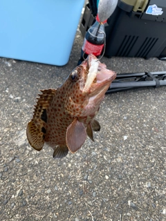 オオモンハタの釣果