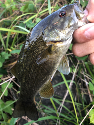 スモールマウスバスの釣果