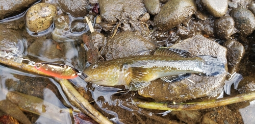 ヨシノボリの釣果