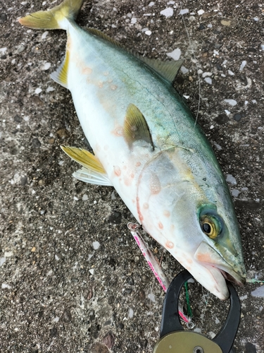 イナダの釣果