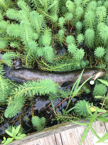 ライギョの釣果