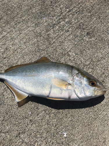 ショゴの釣果