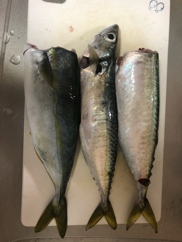 サバの釣果