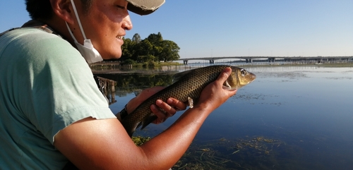 ニゴイの釣果