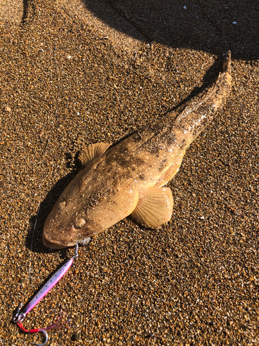 マゴチの釣果