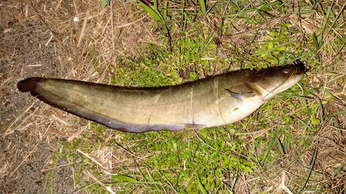 ナマズの釣果