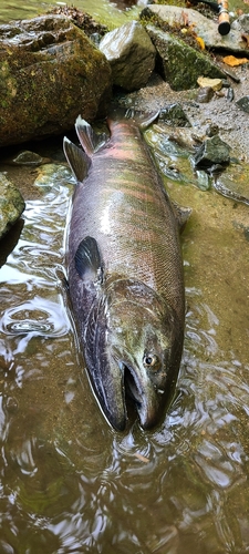 サクラマスの釣果