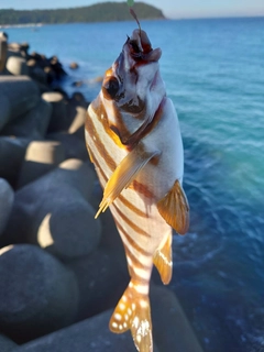 タカノハダイの釣果