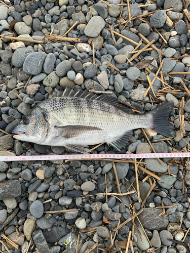 クロダイの釣果