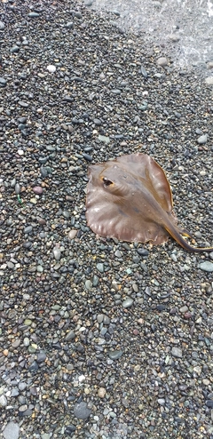 アカエイの釣果