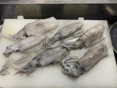 モイカの釣果