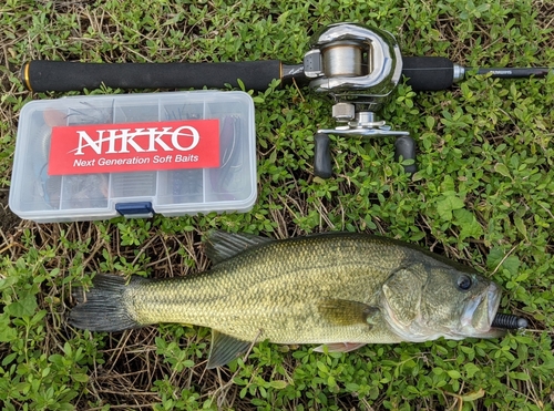 ブラックバスの釣果