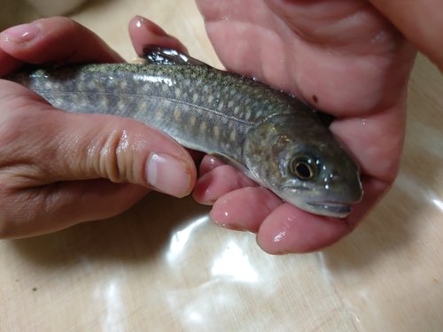 イワナの釣果