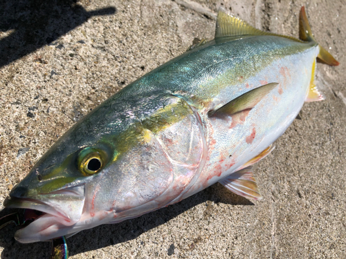 イナダの釣果