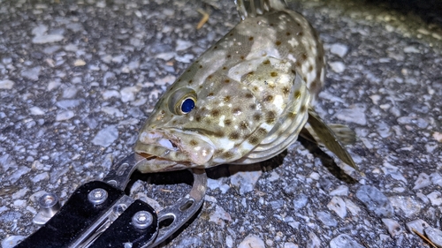 チャイロマルハタの釣果