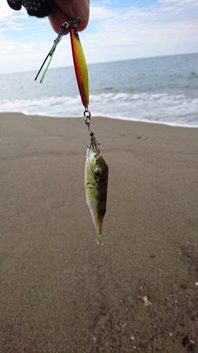 フグの釣果