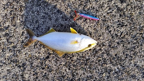 ショゴの釣果