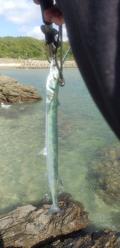 ダツの釣果