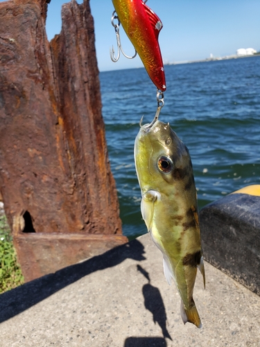 シロサバフグの釣果