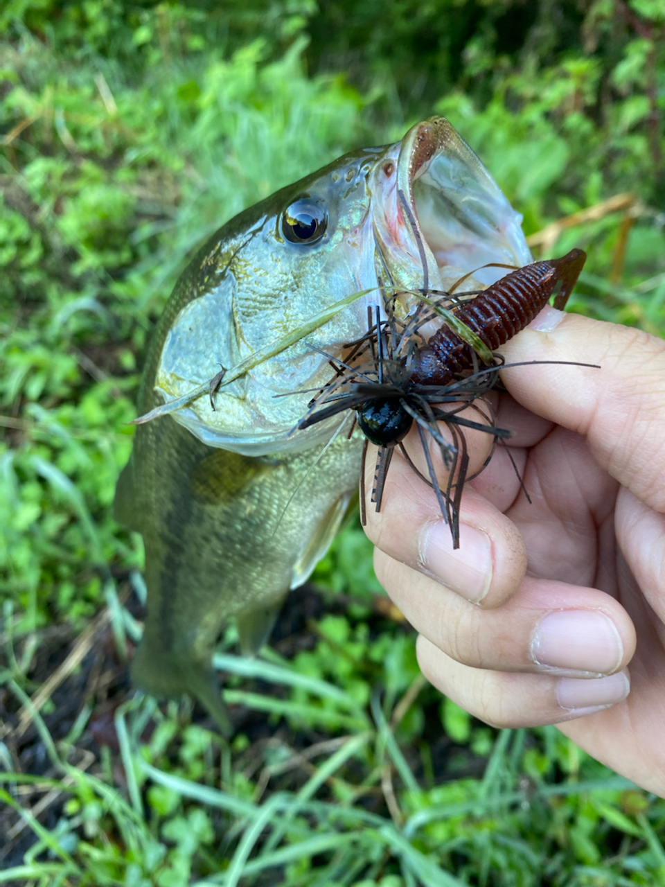 ブラックバス