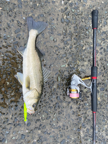 シーバスの釣果