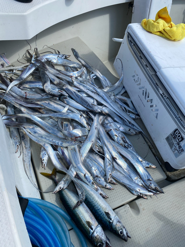 タチウオの釣果