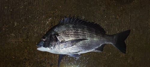 チヌの釣果