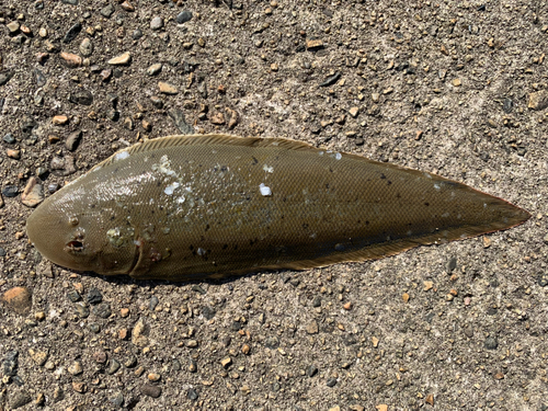 シタビラメの釣果