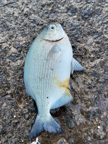 ニザダイの釣果