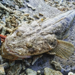 ミナミマゴチの釣果