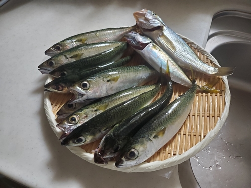 サバの釣果