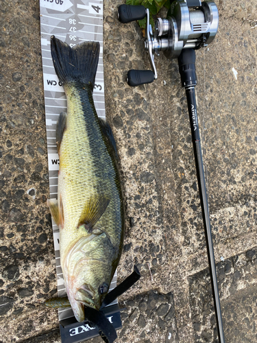 ブラックバスの釣果