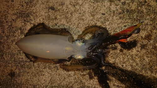 アオリイカの釣果