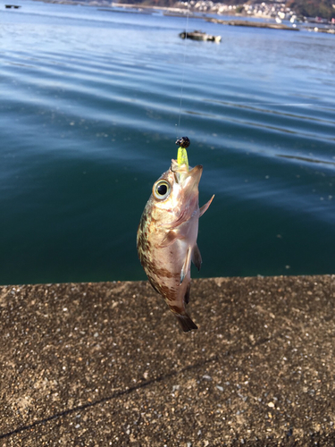 クロメバルの釣果