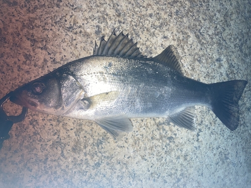 セイゴ（ヒラスズキ）の釣果