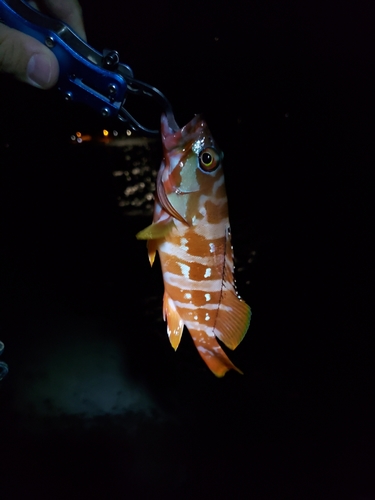 アカハタの釣果