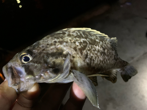 ソイの釣果