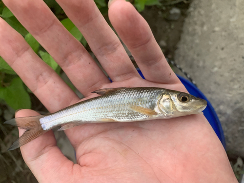 ニゴイの釣果